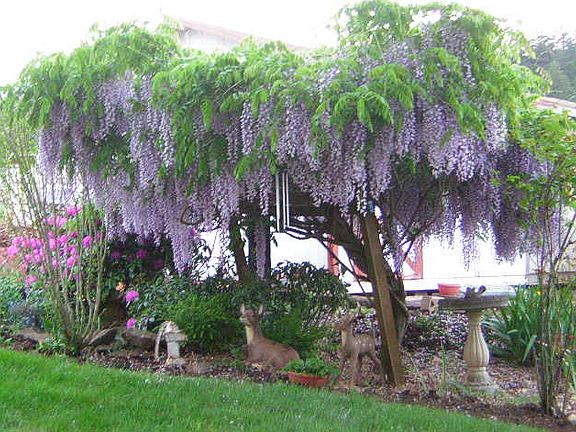 backyard (upper)