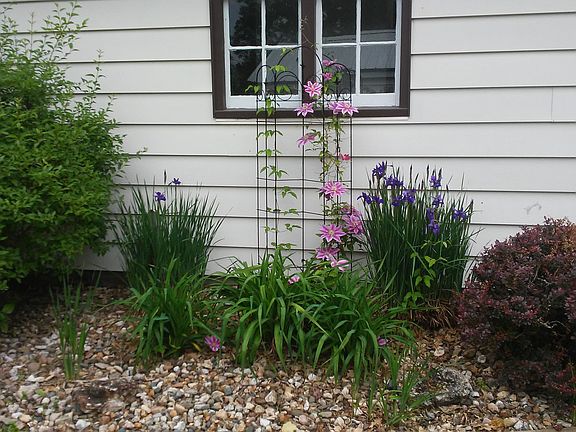 Backyard - landscaping