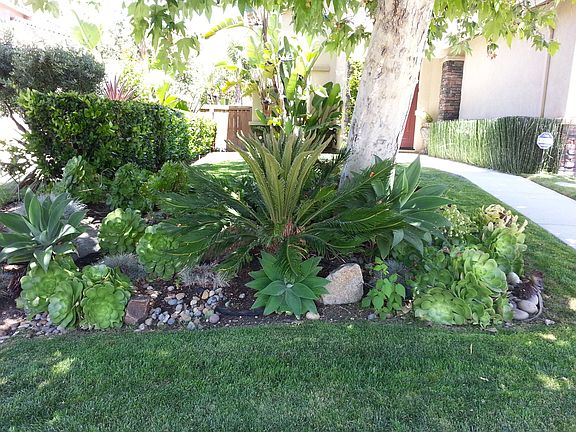 Succulent garden