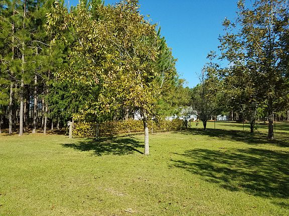 Grapevines...fruit trees