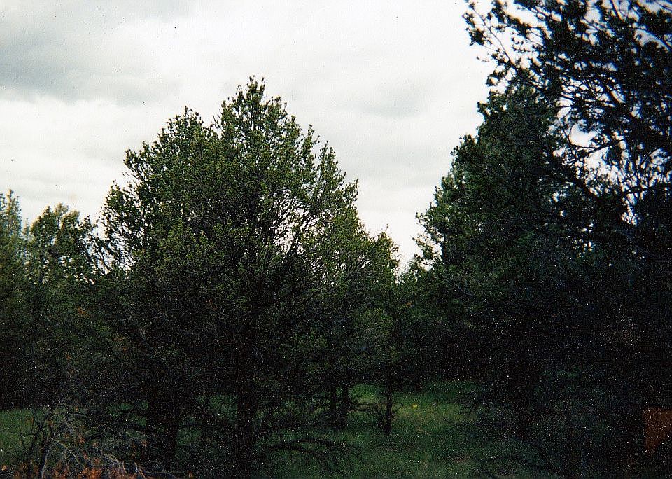 2nd image of 07 Paradise Loop