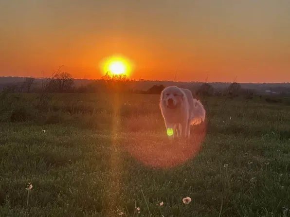 5451 Highway M, Mountain Grove, MO 65711