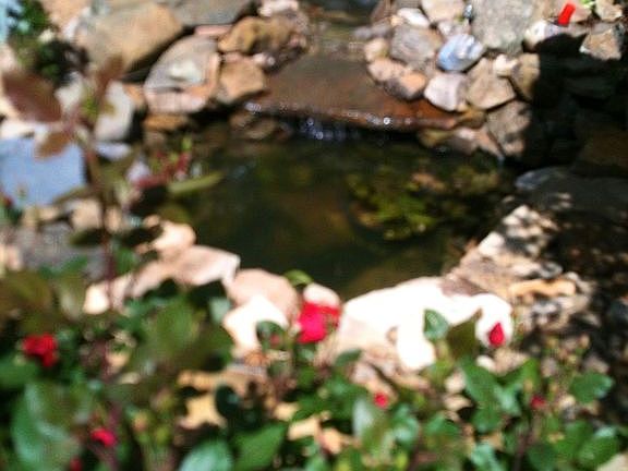Pond