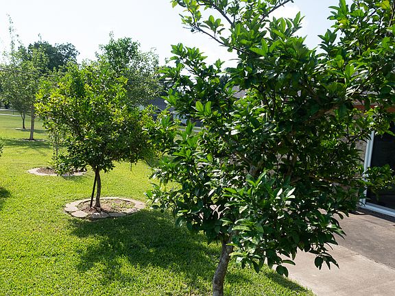 Backyard fruit trees.