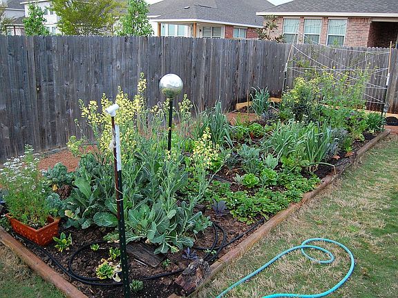 Lush garden in backyard