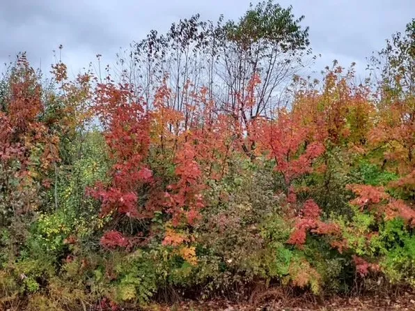 Irish Rd, Millington, MI 48746