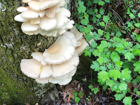 Mushrooms of all kinds