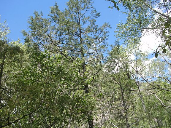 4th image of Mountian Trout Ln