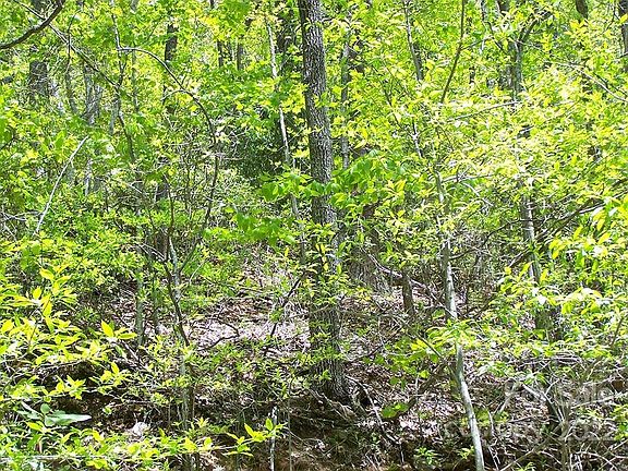 3rd image of 0 Winding Creek Dr #290
