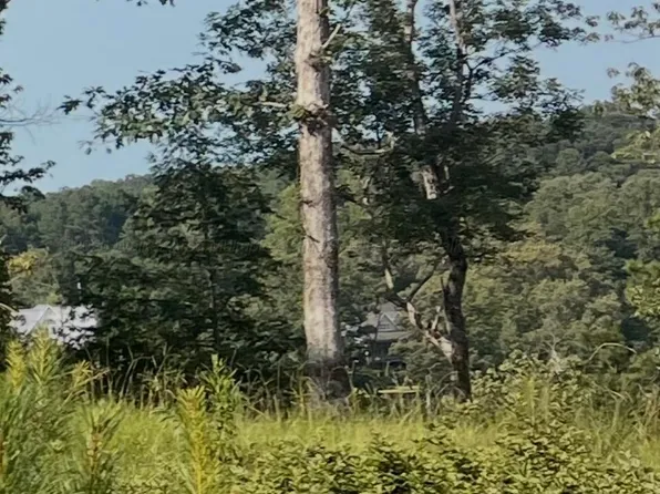 LOT 19 Long Leaf Rd, Double Springs, AL 35553
