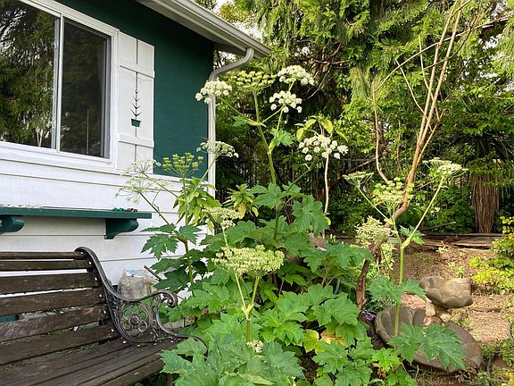 Front yard is above street level, affording many great views, benches, babbling water fountain; at right is the trunk of the 60 ft tall Incense Cedar which emits a beautiful aroma (cedar closet floors are made from this).