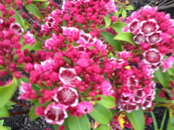 Sampling of planting