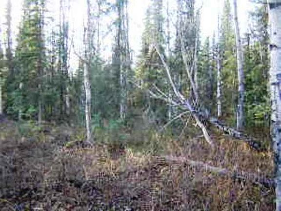 3rd image of 67.5 Parks Hwy