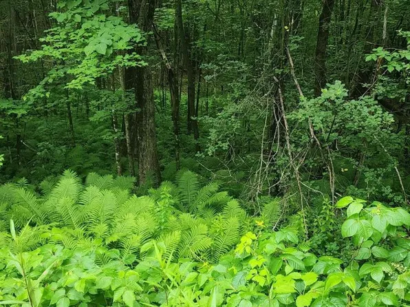 TBD Bond Springs Road, Newfield, ME 04095