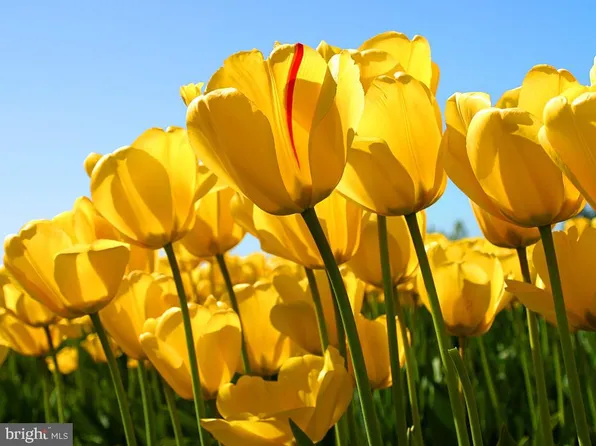 2013 Upshire Ct #73, Bowie, MD 20721