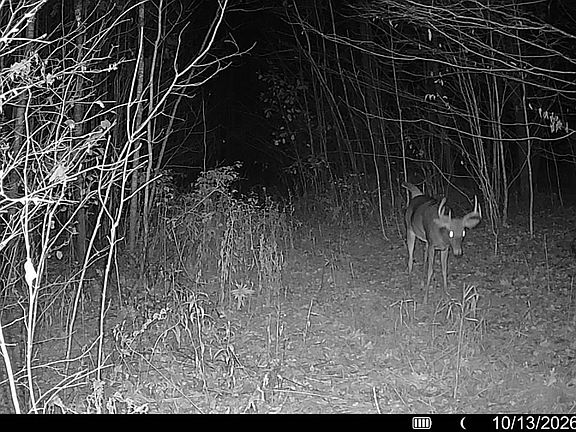 3rd image of 78.41 Acres Jew Creek Road