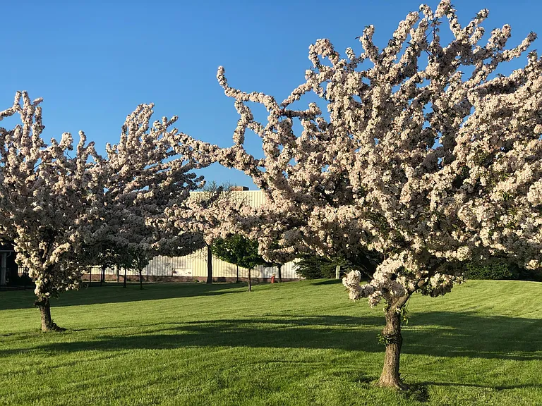 Trees blooming in the front lawn