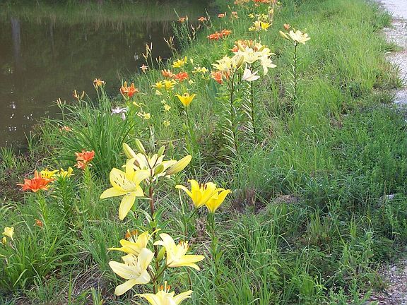 lilies on dam of first of 4 lakes