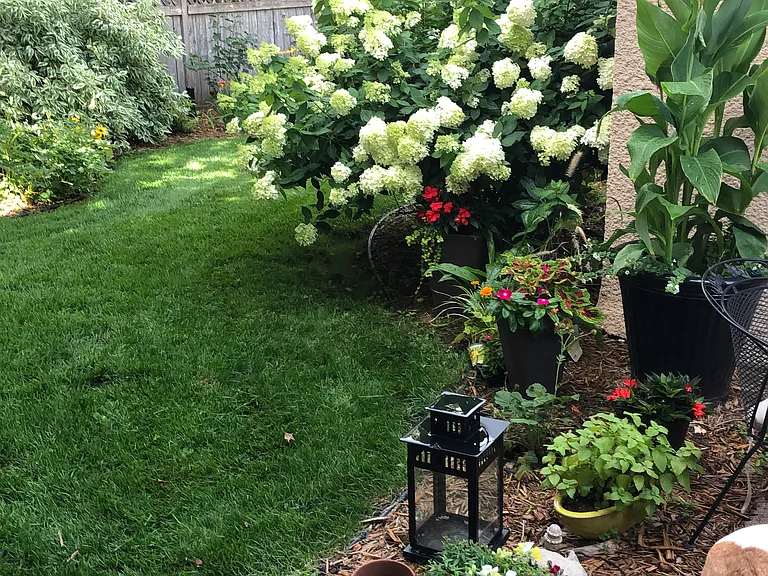 Back garden