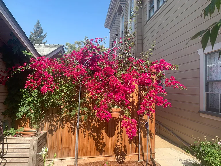 Bougainvillea outside of laundry.