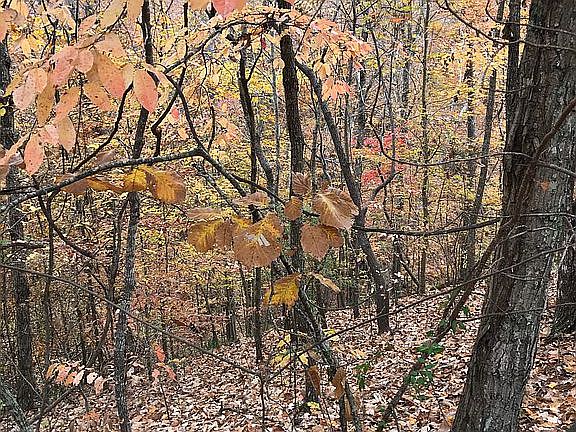 4th image of 115 Trillium Ct