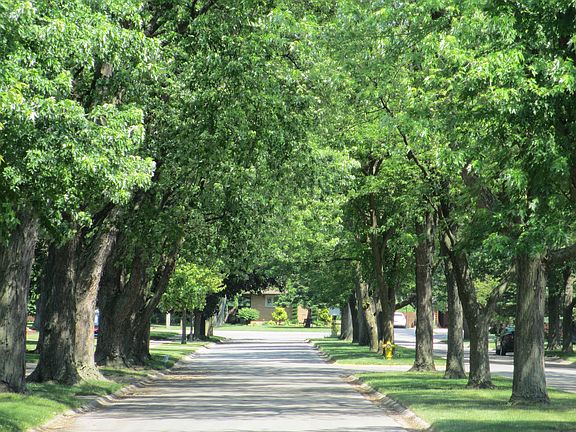 Tree lined street