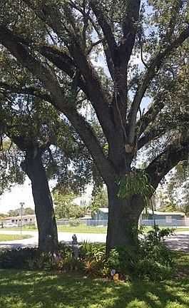 Grand ole' oak trees!