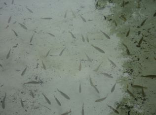 8960 SW 190th Cir, Dunnellon, FL 34432