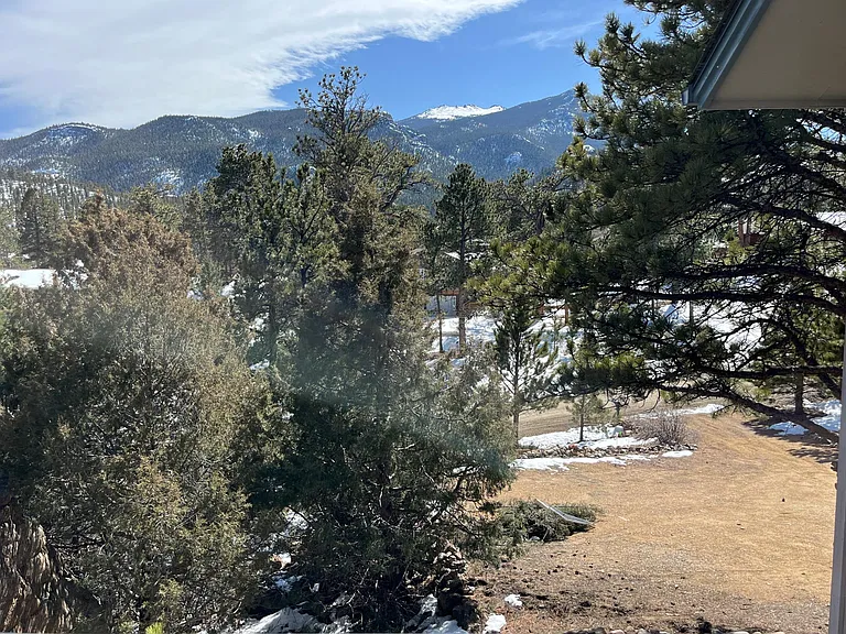 View of Driveway. Deer sleep in the shade below these pines