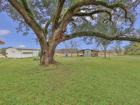 Amazing tree in the front of the property
