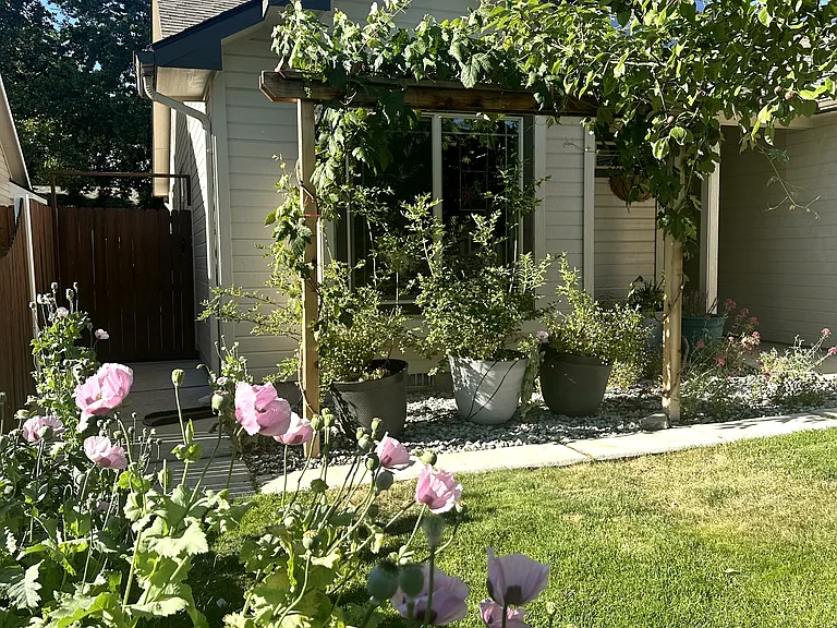 Front yard pollinator garden, grape trellis