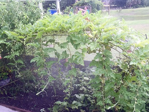 Organic gardening raised bed