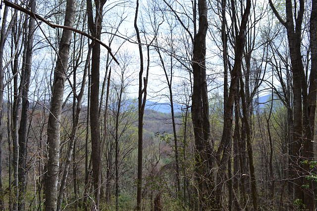 1st image of Leaning Pine Drive