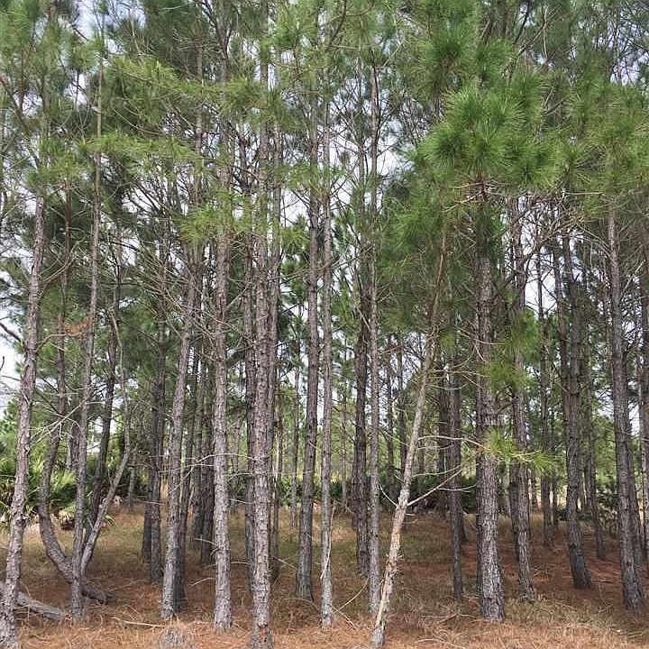 1st image of Driftwood Dr #15