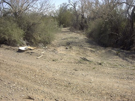 desert vegetation