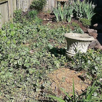 Back yard.