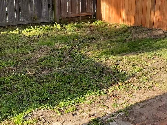 Here is the other half of the yard. Shadier side. Not pictured is a very large tree.