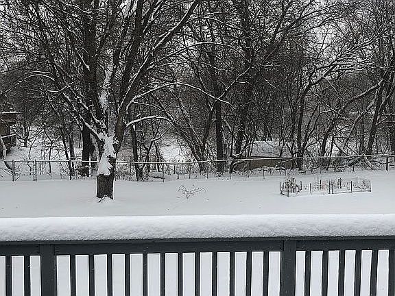 View of the back yard