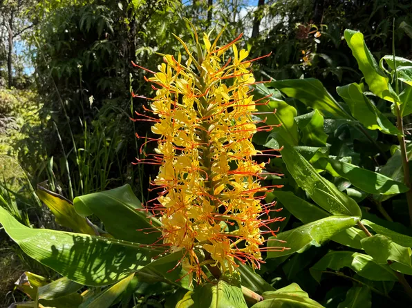 Kokokahi Rd Lot 80, Volcano, HI 96785