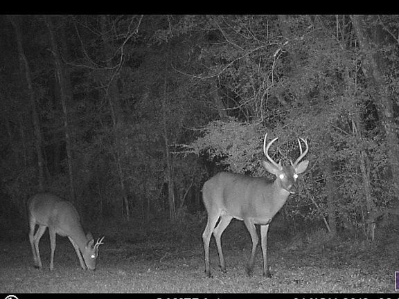 4th image of 18069 Critter Cove Ln