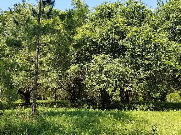 Large Live Oak trees