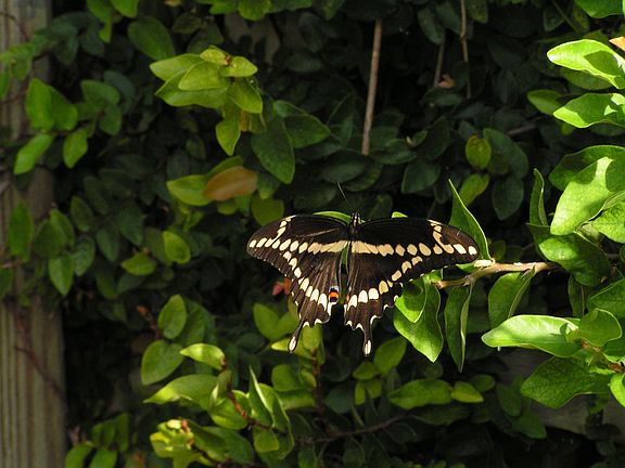Giant swallowtail butterfly