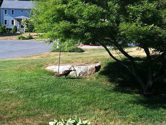Front Yard