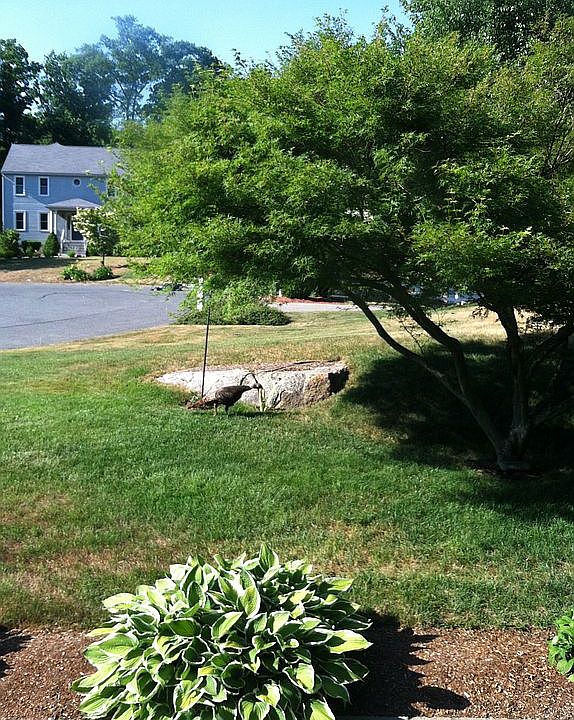 Front Yard