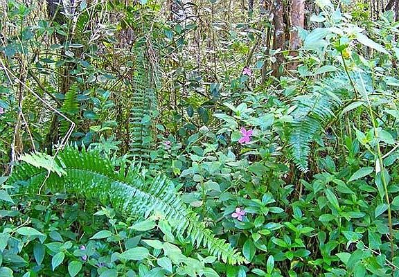 Flowers and Ferns on lot 532.