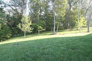 Wooded lot