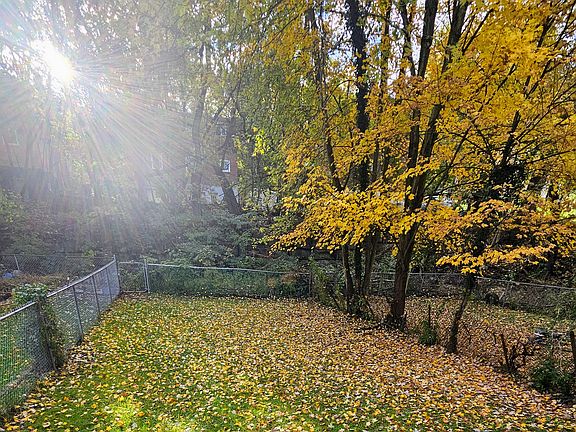 Beautiful tree-lined yard