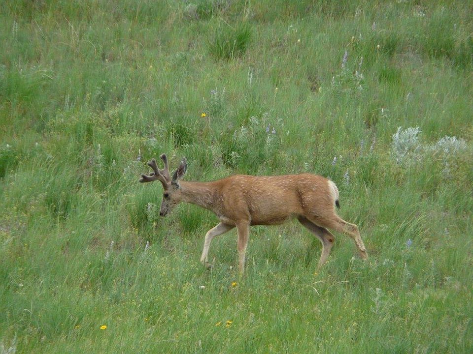 1st image of 115 Red King Gulch Road N Montana Ave #1300