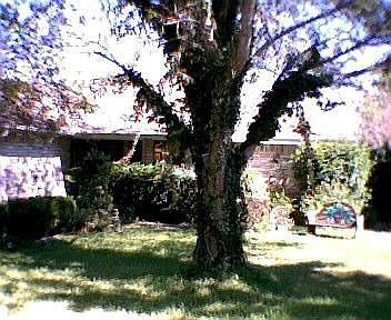 Plush Front Yard