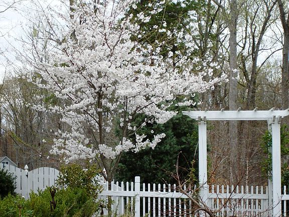 Cherry Tree in Spring
